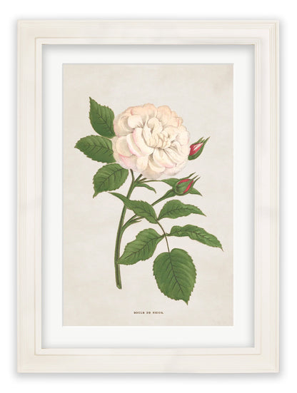 Rose Floral Illustrations styled view – Leya Buster Interiors