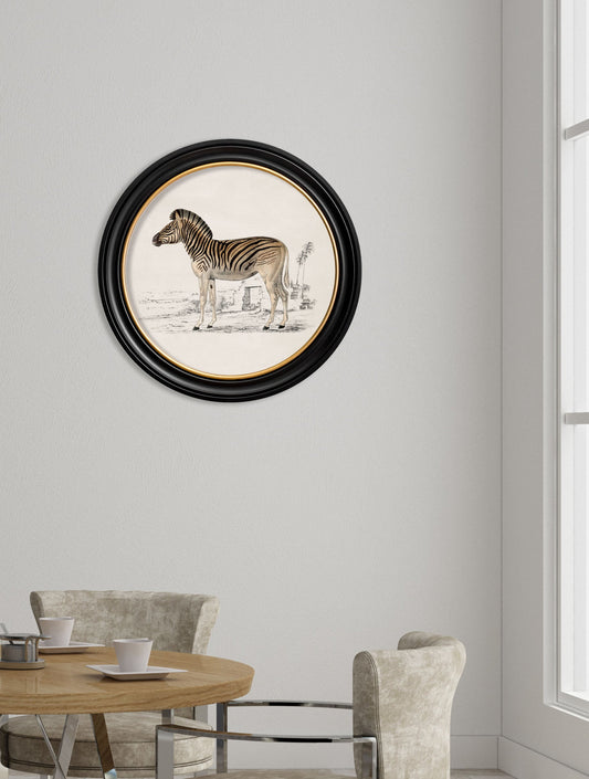 c.1774 Zebra – Round Frame – framed wall art at Leya Buster Interiors