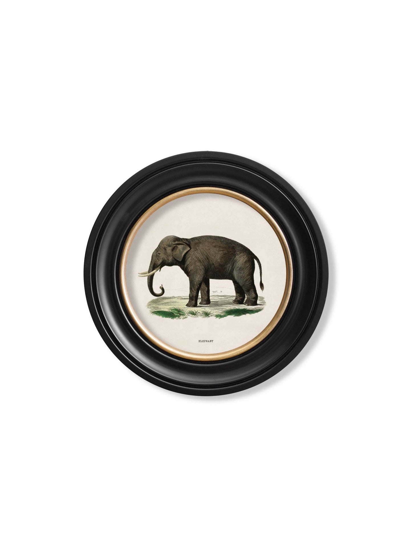 Set Of 2 Elephants Round Framed Pictures