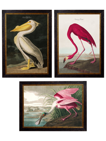 c.1838 Audubon's Birds of America detail – Leya Buster Interiors