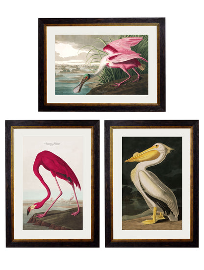 c.1838 Audubon's Birds of America styled view – Leya Buster Interiors