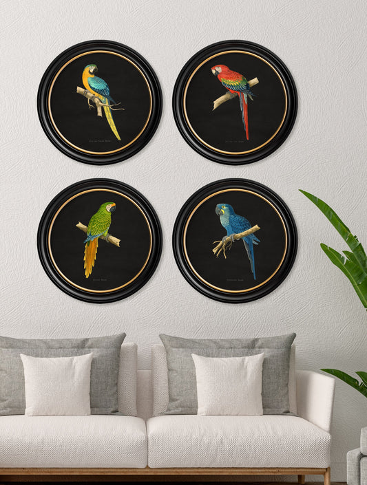 C.1884 Collection of Macaws in Round Frames – Black – framed wall art at Leya Buster Interiors