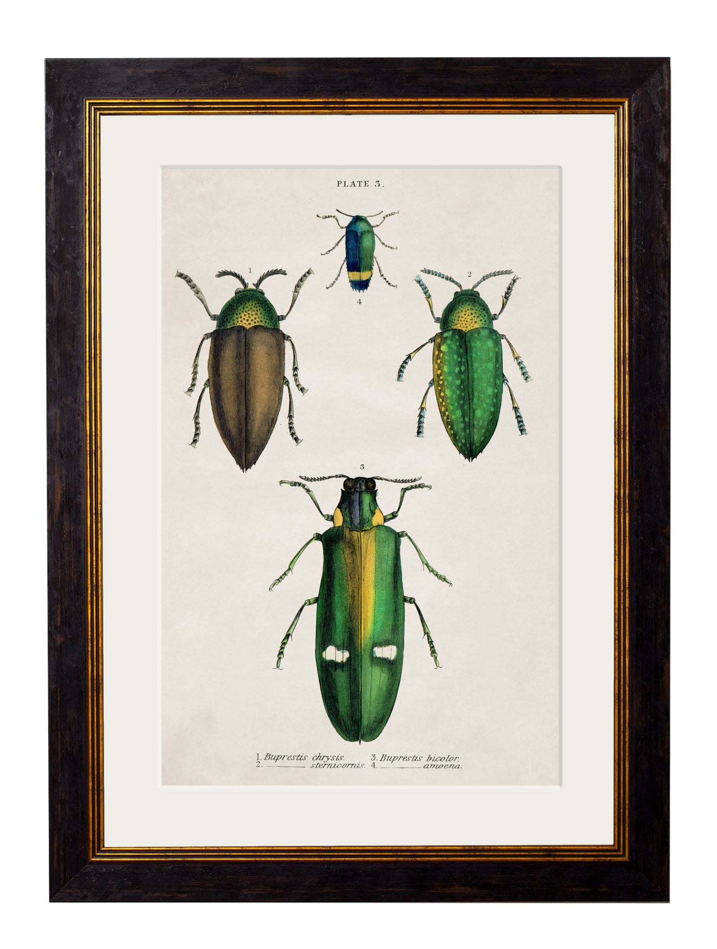 c.1836 Studies of Beetles styled view – Leya Buster Interiors