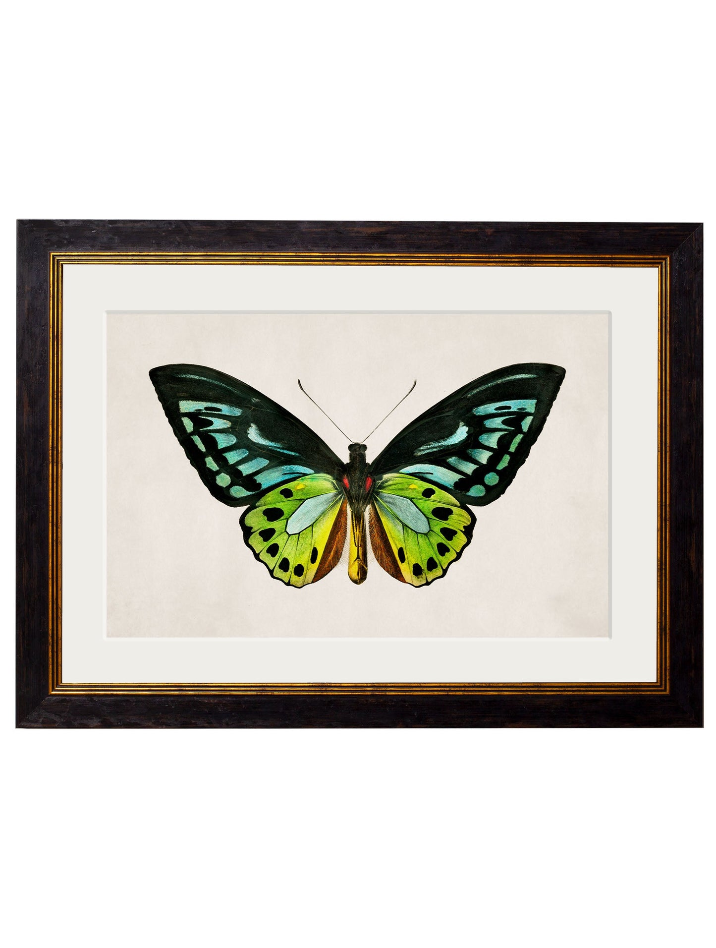 c.1836 Tropical Butterflies styled view – Leya Buster Interiors