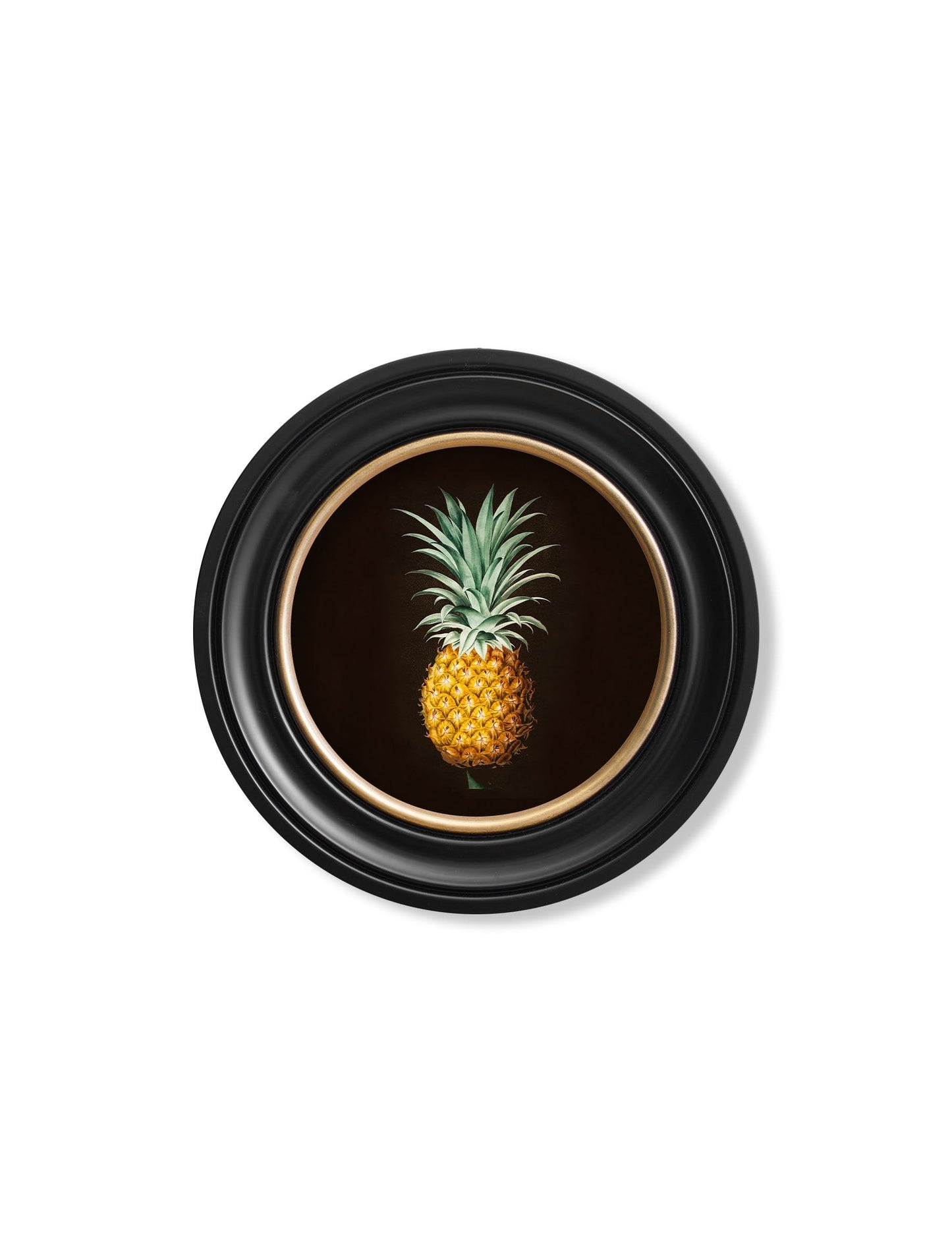 c.1812 Pineapple Study - Round Frame - The Weird & Wonderful