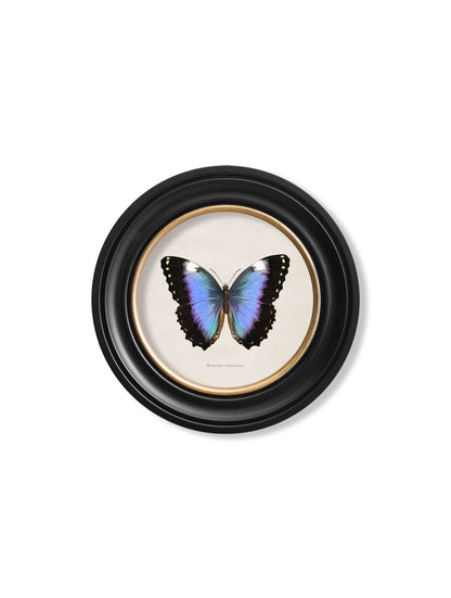 c.1835 Tropical Butterflies – Round Frames styled view – Leya Buster Interiors