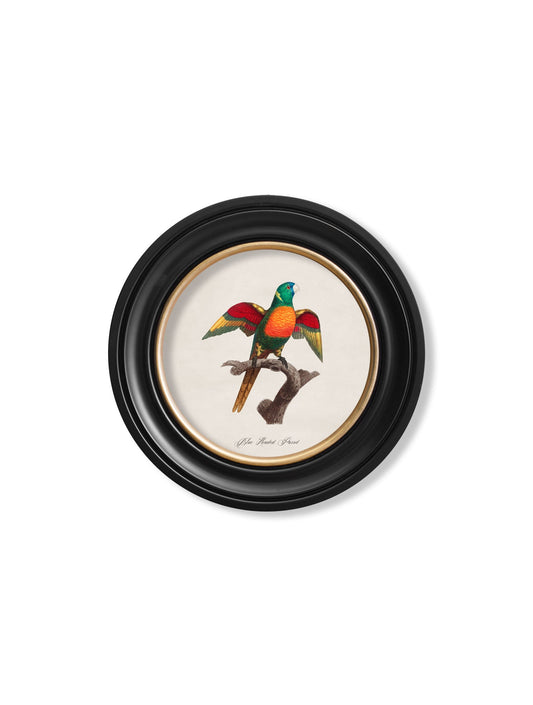 C.1800's Collection of Parrots in Round Frames 2 – framed wall art at Leya Buster Interiors