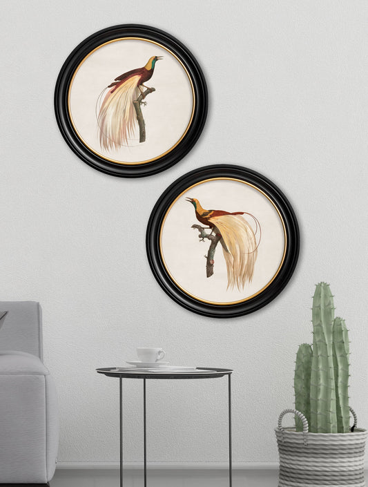 c.1809 Birds of Paradise – Round Frames – framed wall art at Leya Buster Interiors