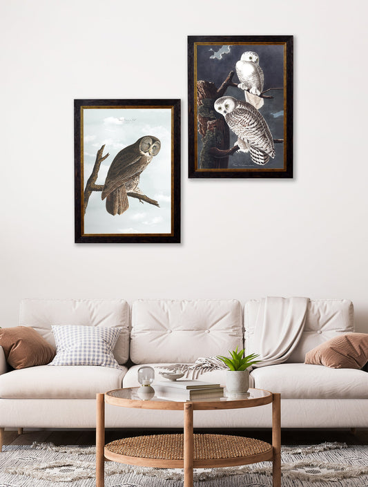 c.1838 Audubon's Owls – framed wall art at Leya Buster Interiors