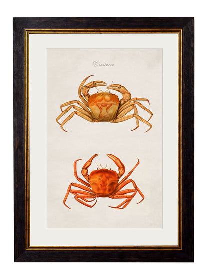 c.1876 Collection of Marine Animals styled view – Leya Buster Interiors