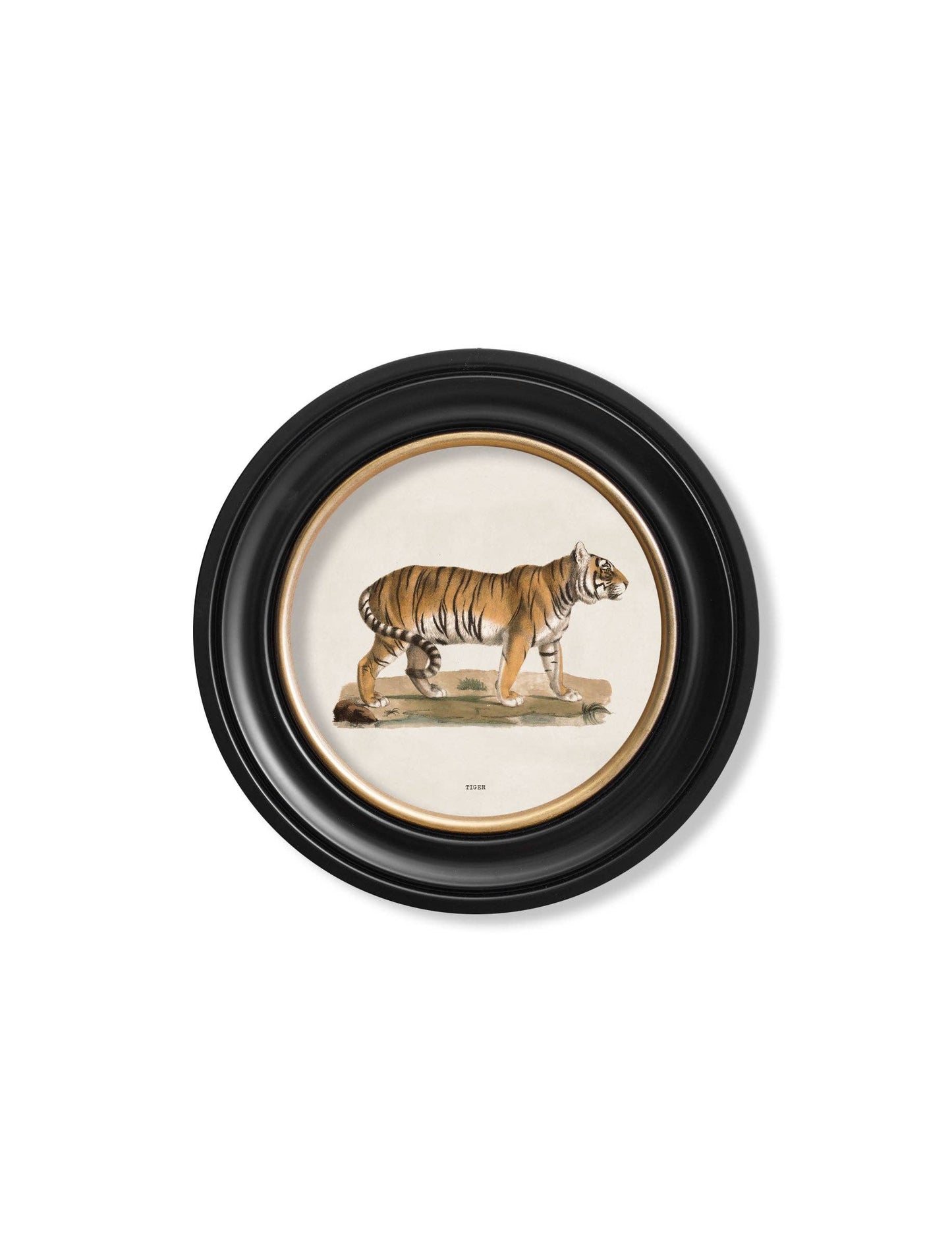 Tiger Round Framed Picture