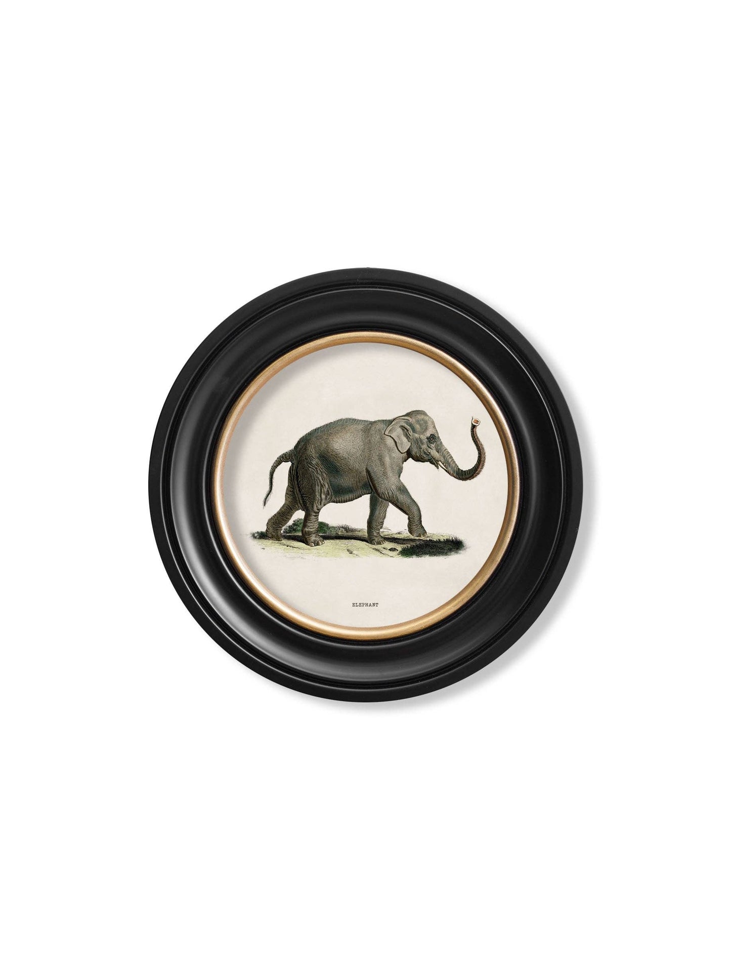 Set Of 2 Elephants Round Framed Pictures