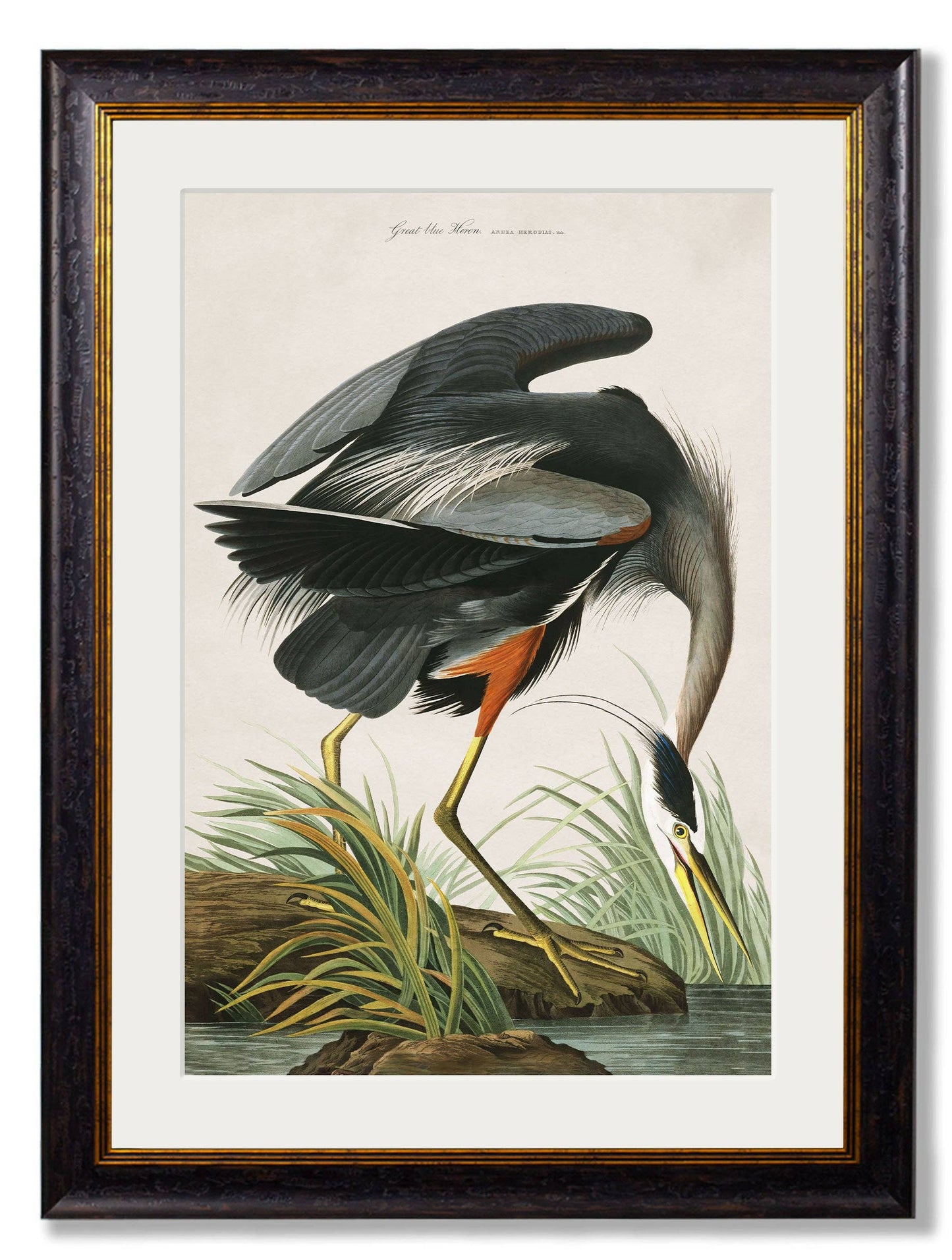 Audubon's Great Blue Heron