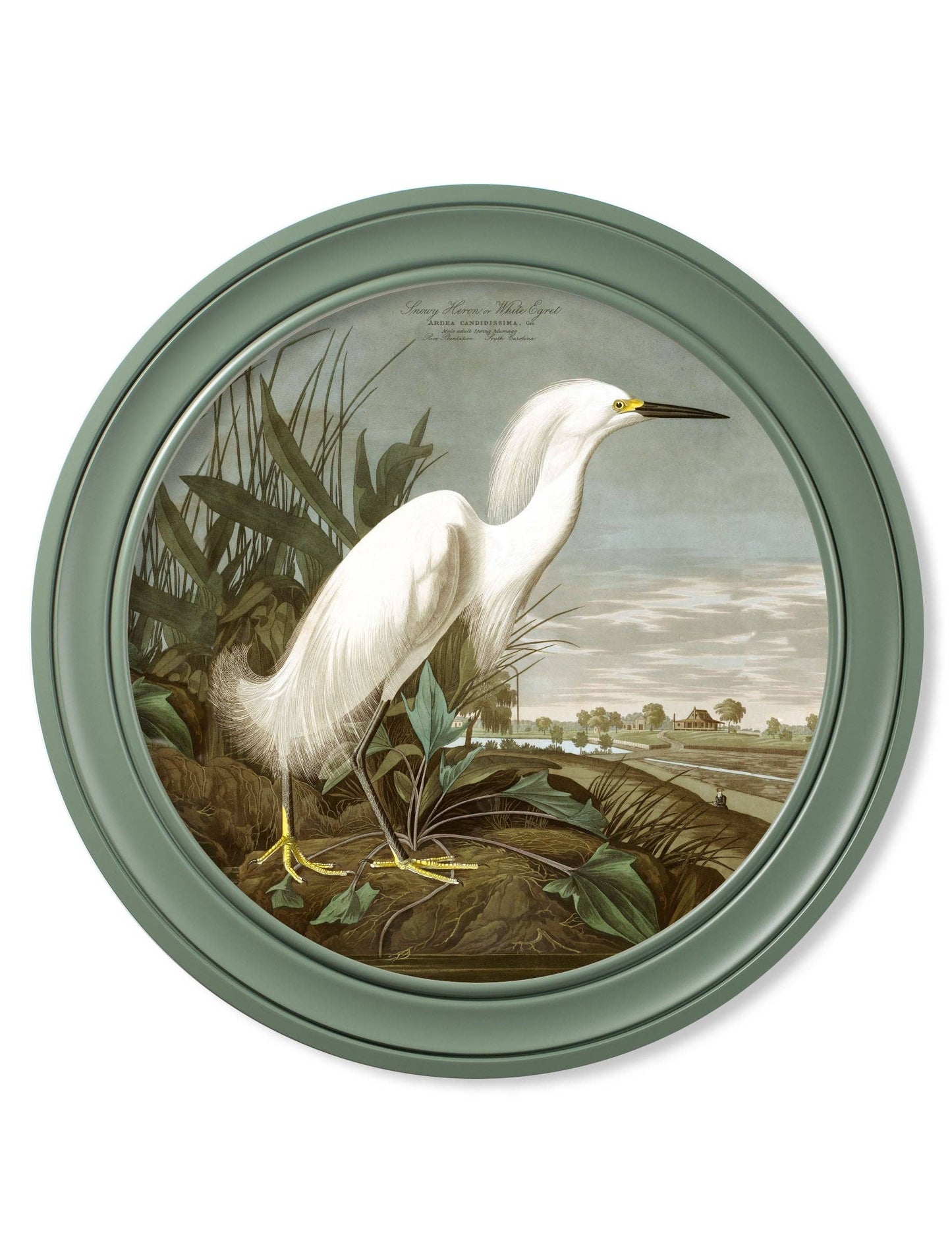 Audubon's Snowy Heron in Green Round Framed Picture