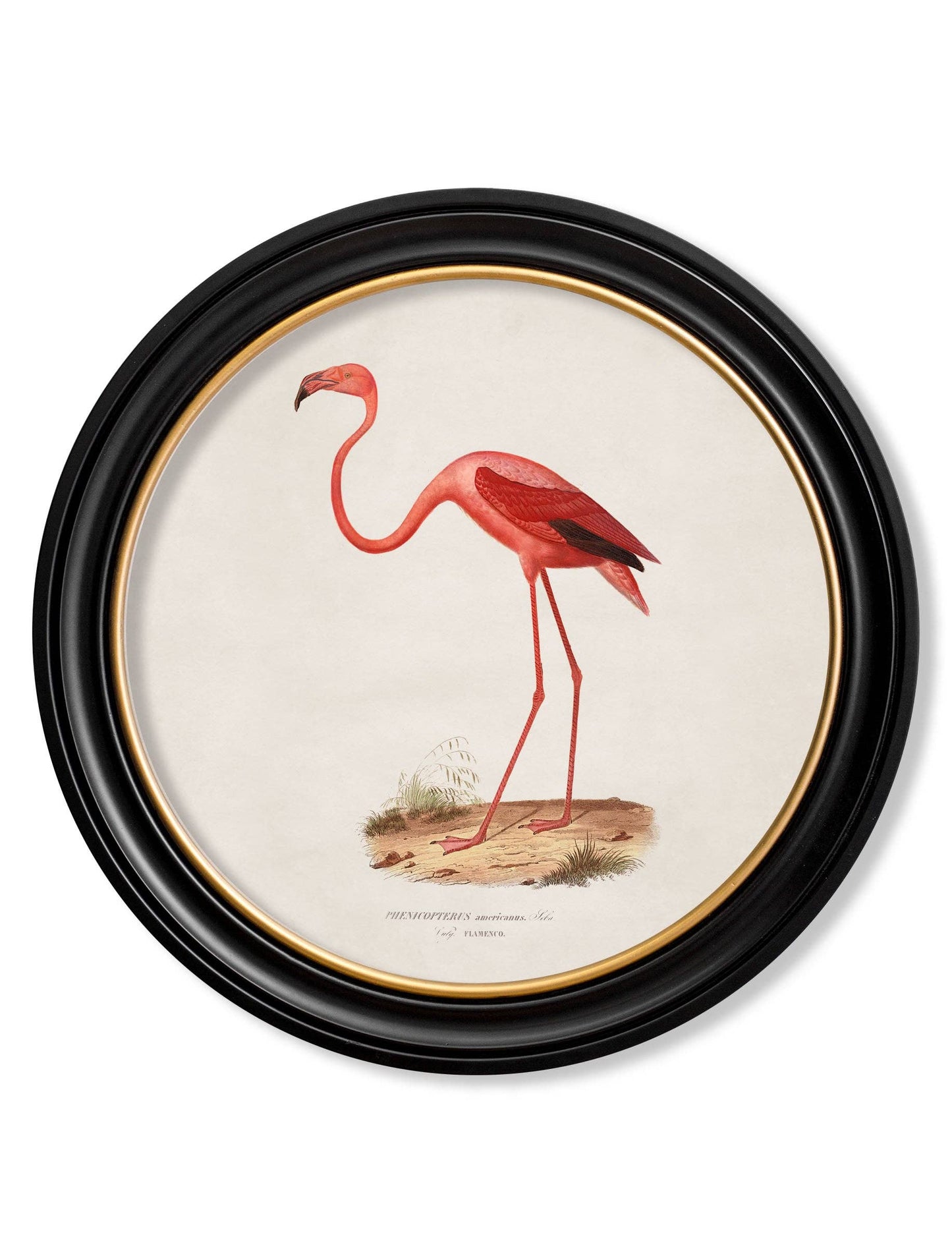 Pink Flamingo Round Framed Picture