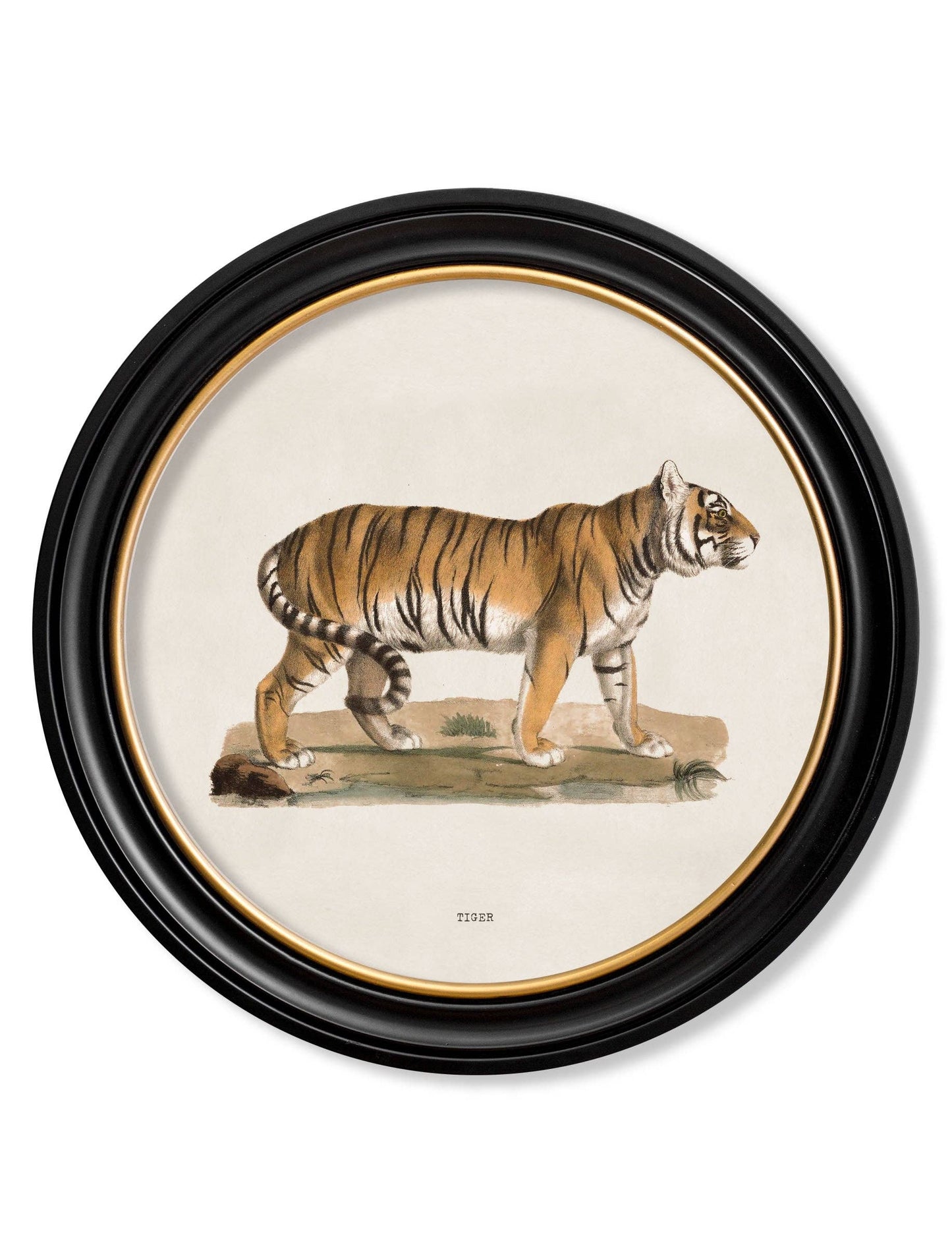 Tiger Round Framed Picture