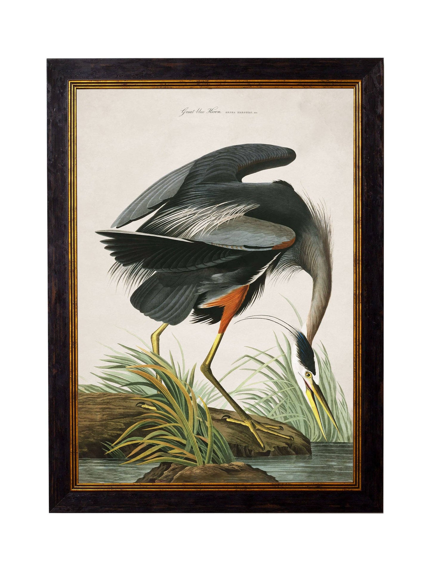 Audubon's Great Blue Heron