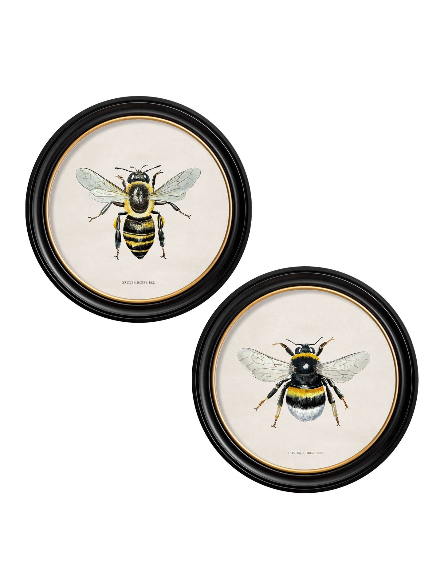 British Bees Round Framed Pictures