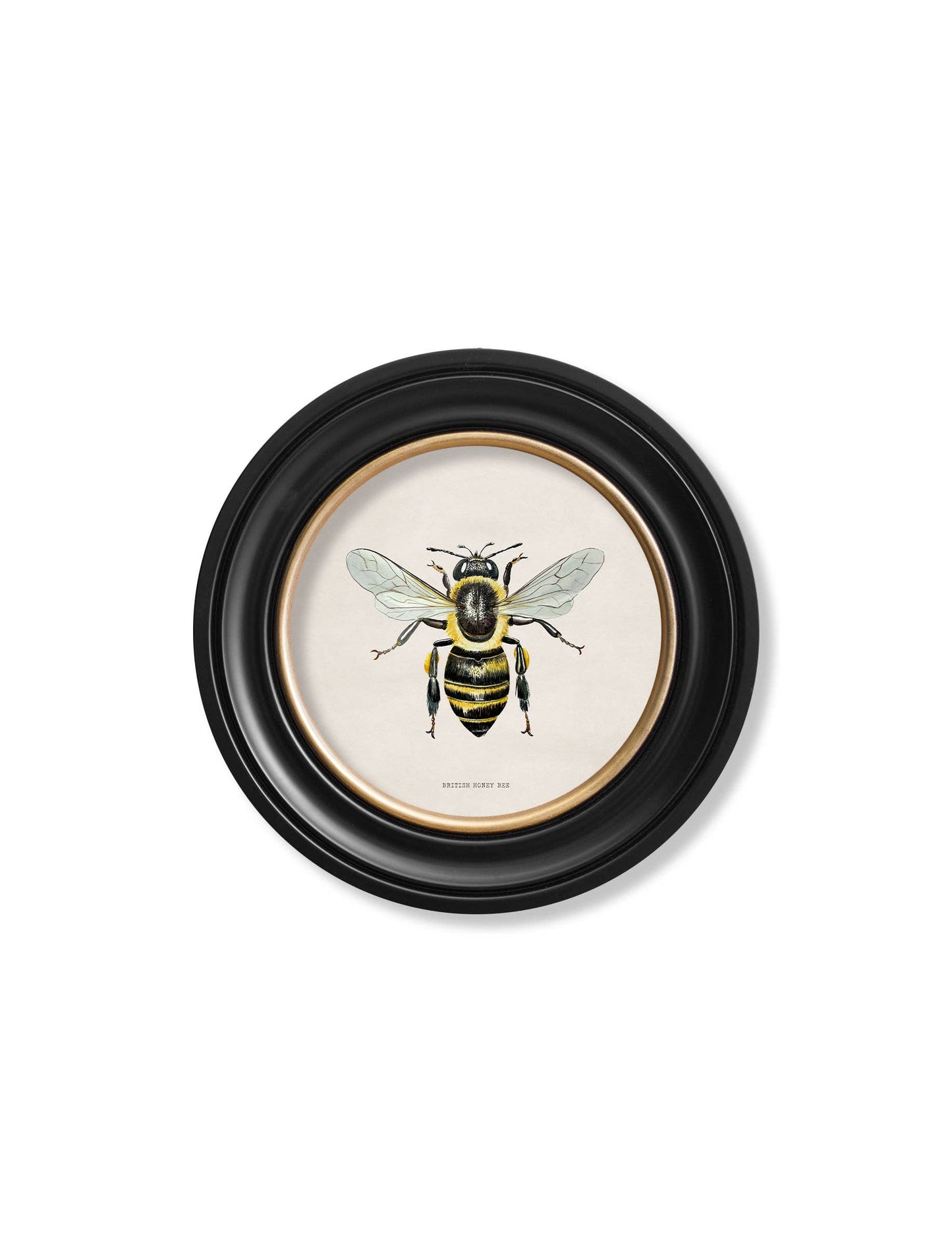 British Bees Round Framed Pictures