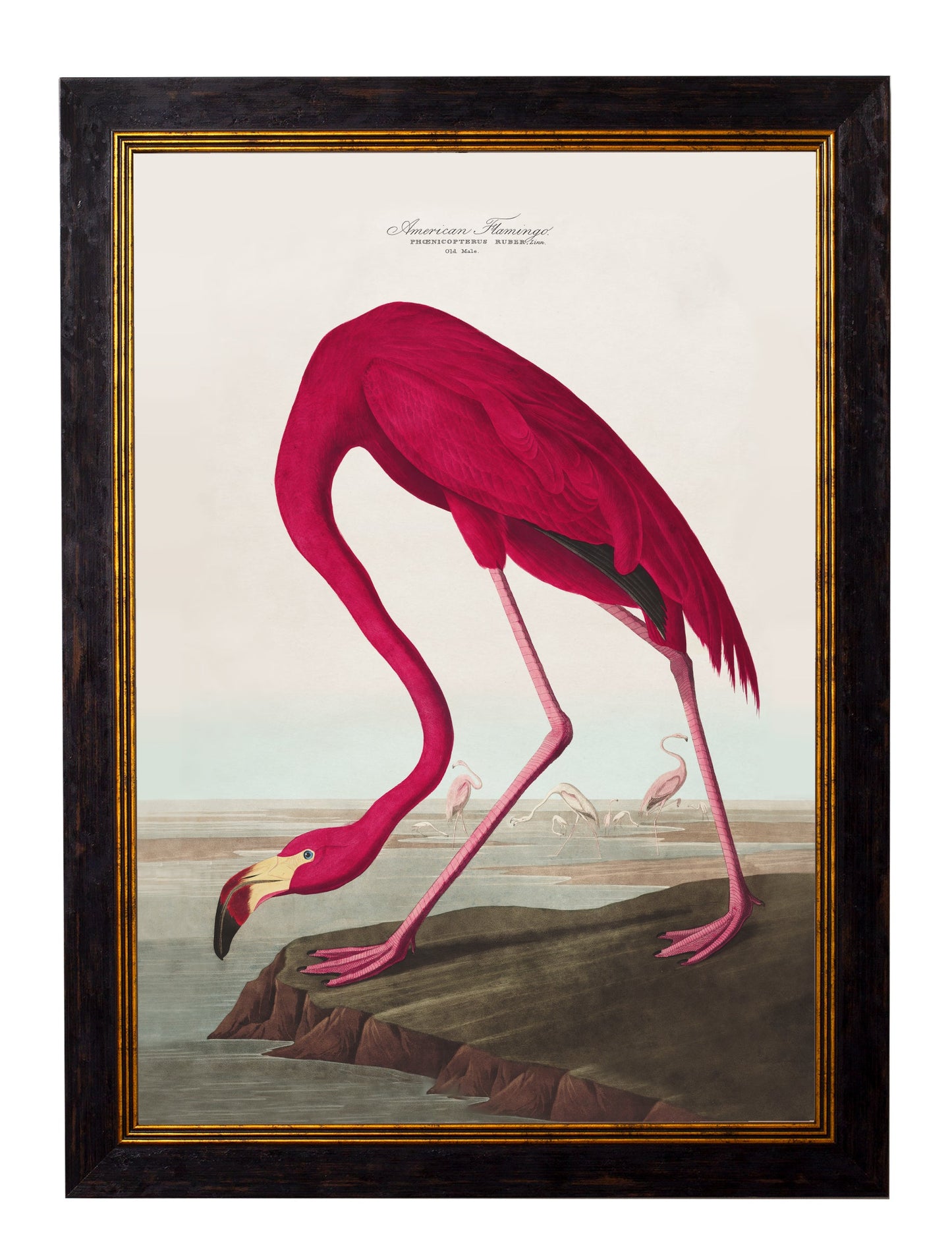 c.1838 Audubon's Birds of America