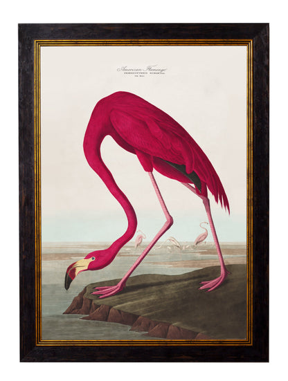 c.1838 Audubon's Birds of America styled view – Leya Buster Interiors