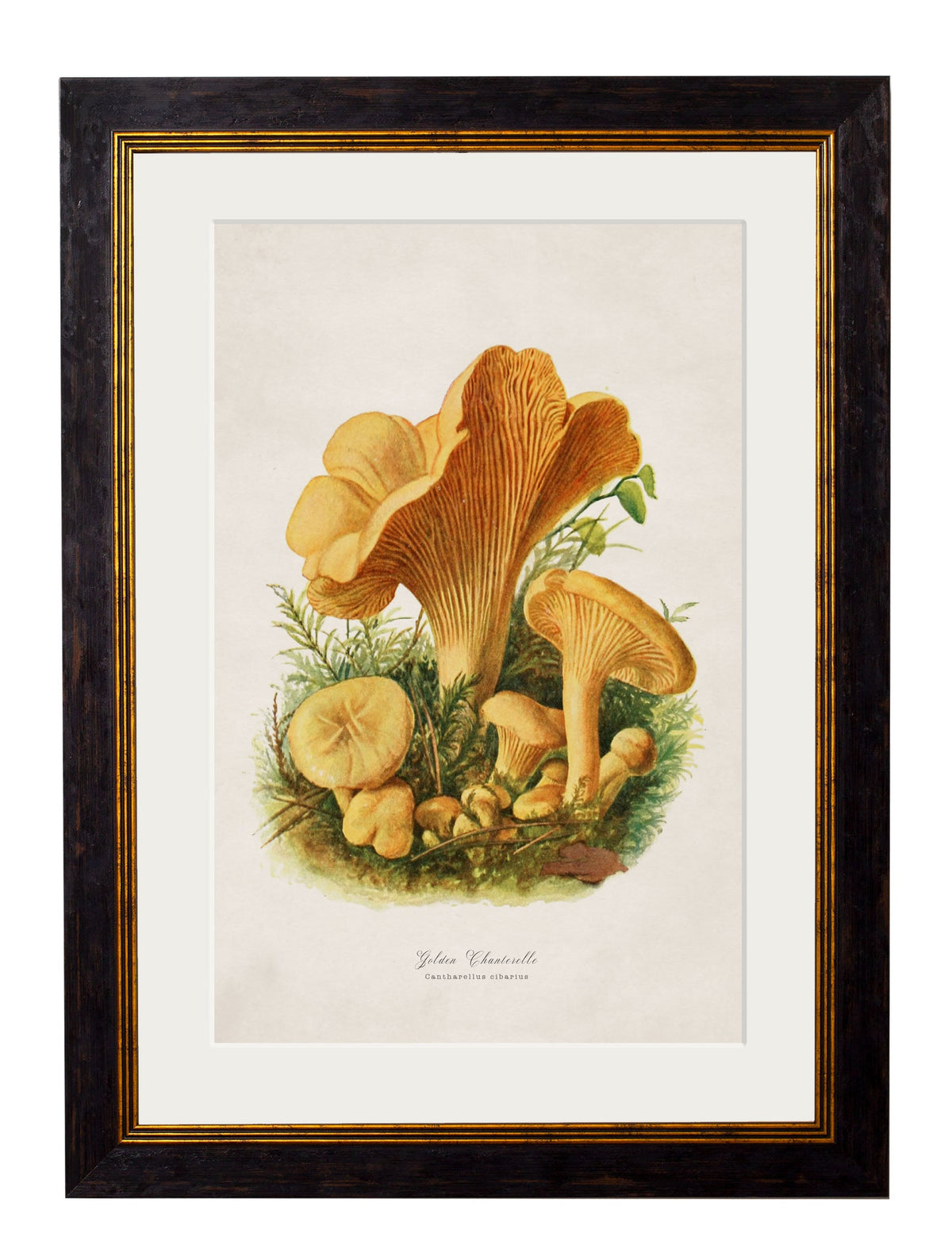 c.1913 Edible Mushrooms styled view – Leya Buster Interiors