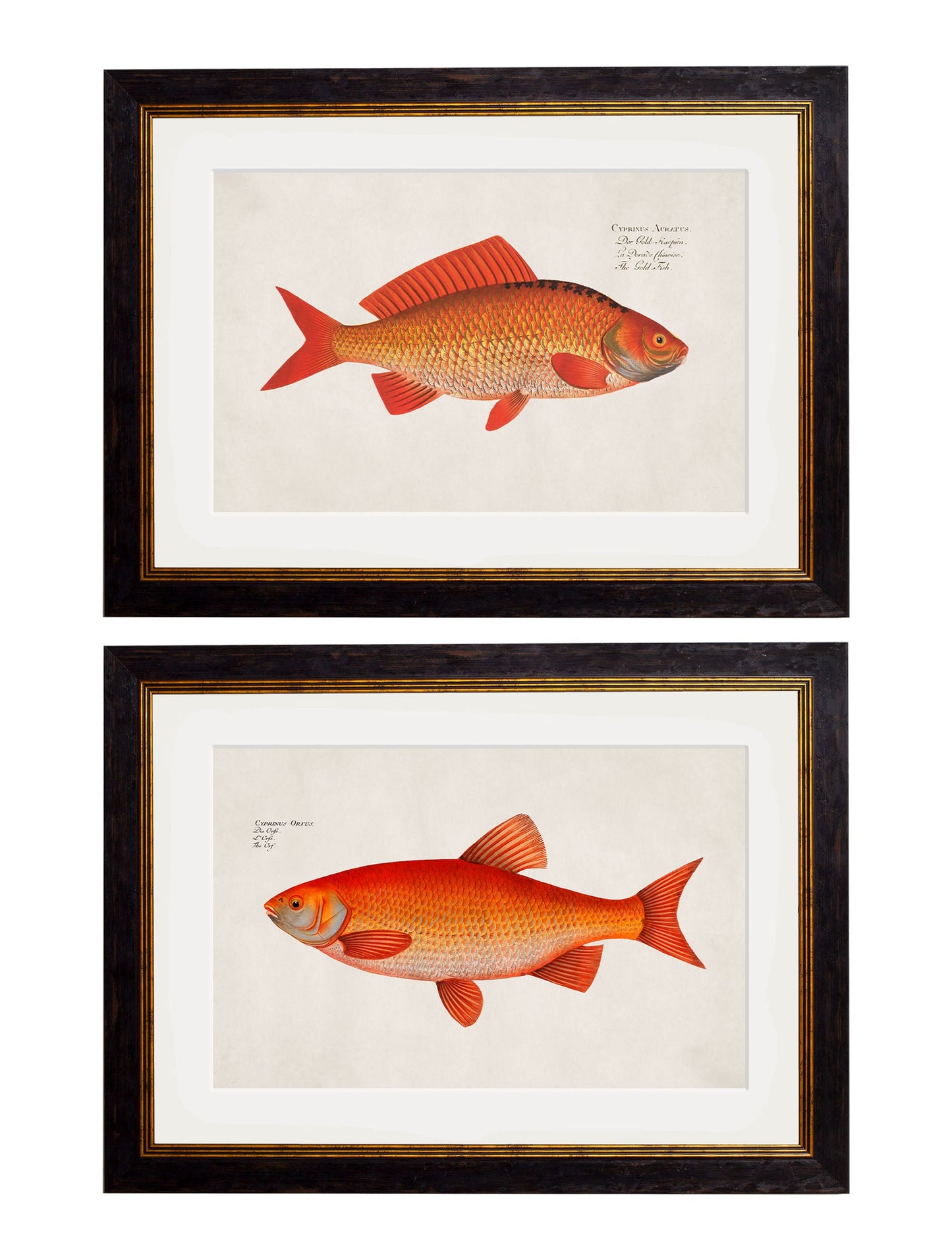 c.1785 Goldfish and Golden Orfe detail – Leya Buster Interiors