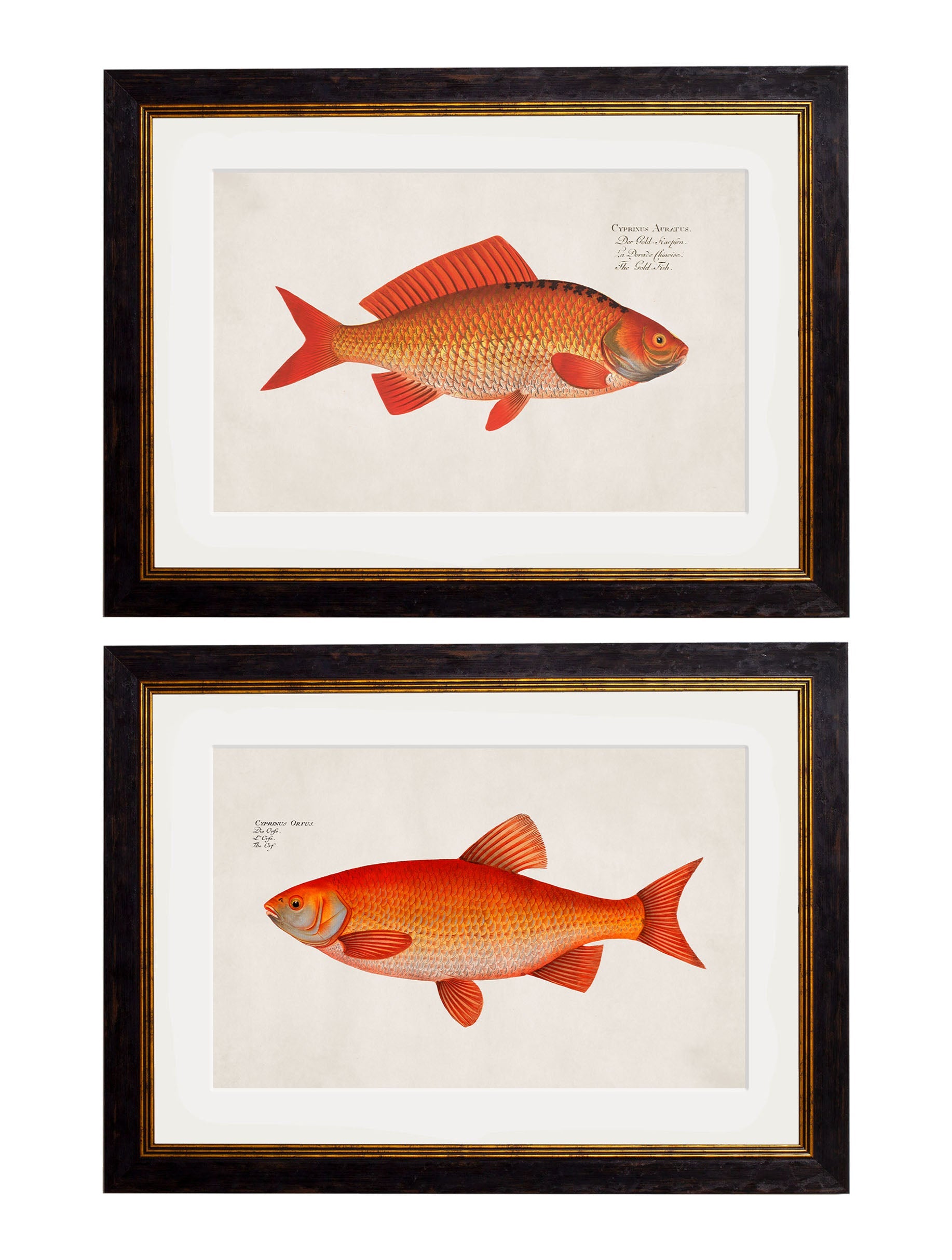 c.1785 Goldfish and Golden Orfe detail – Leya Buster Interiors