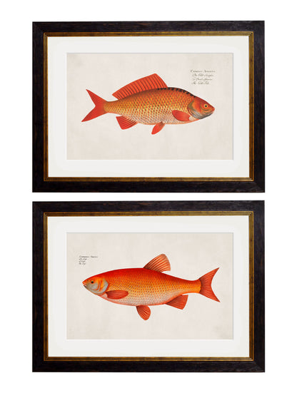 c.1785 Goldfish and Golden Orfe detail – Leya Buster Interiors