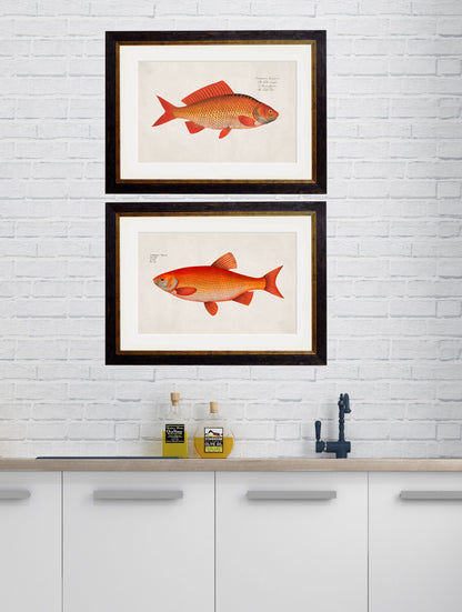 c.1785 Goldfish and Golden Orfe – framed wall art at Leya Buster Interiors