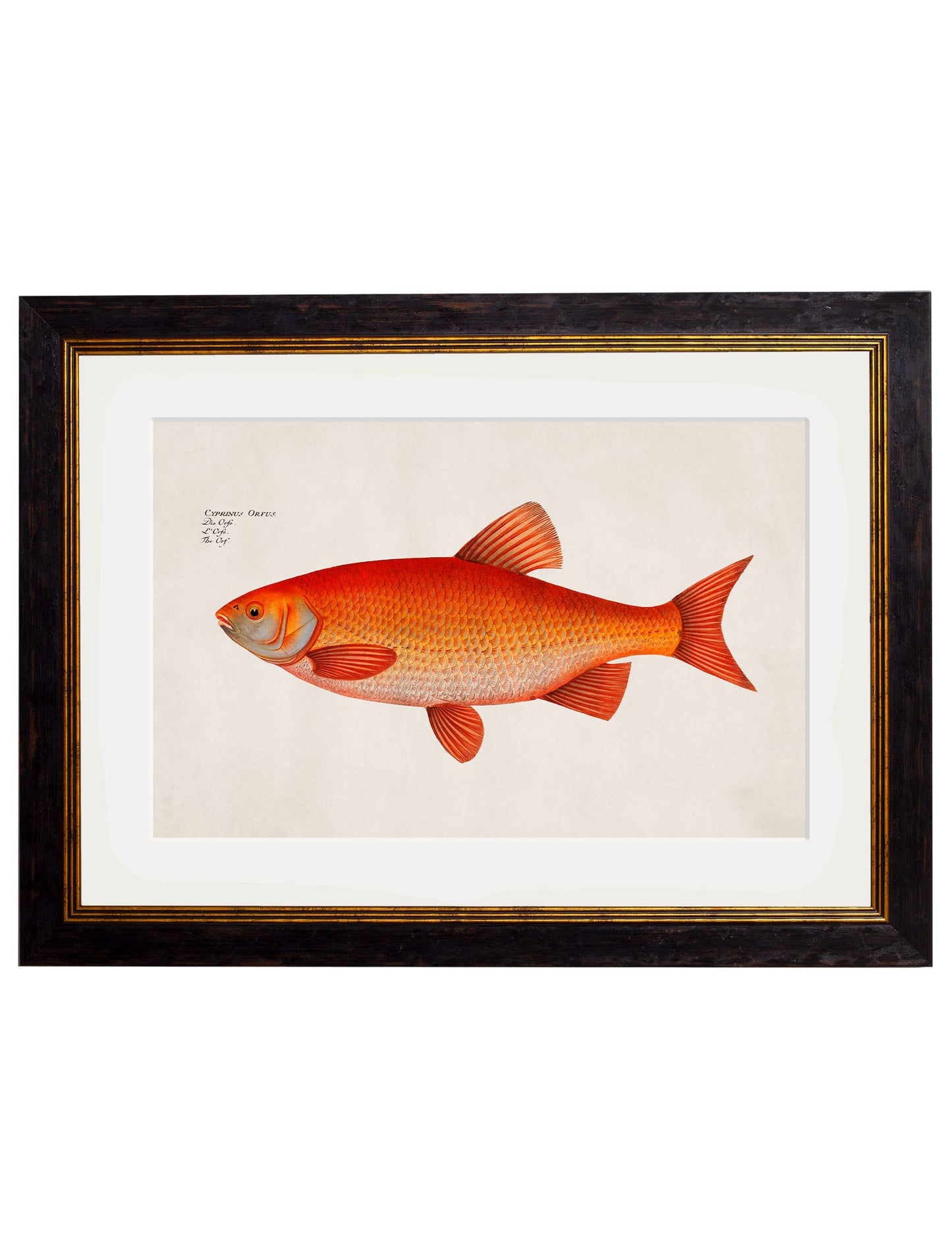 c.1785 Goldfish and Golden Orfe styled view – Leya Buster Interiors