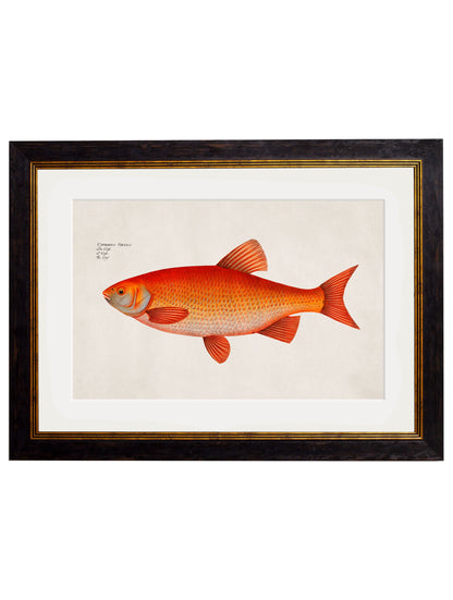 c.1785 Goldfish and Golden Orfe styled view – Leya Buster Interiors