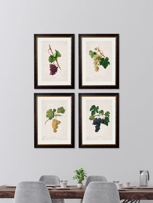 c.1817 Collection of Botanical Grapes – framed wall art at Leya Buster Interiors