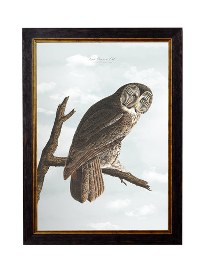 c.1838 Audubon's Owls styled view – Leya Buster Interiors