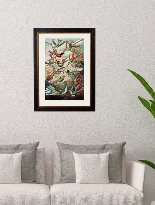 c.1904 Haeckel Hummingbirds – framed wall art at Leya Buster Interiors