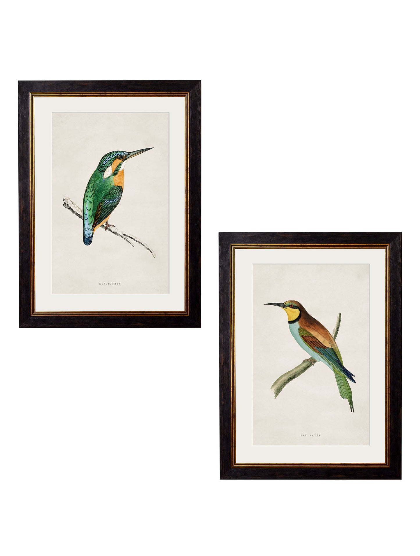 c.1870 Kingfisher & Bee Eater detail – Leya Buster Interiors