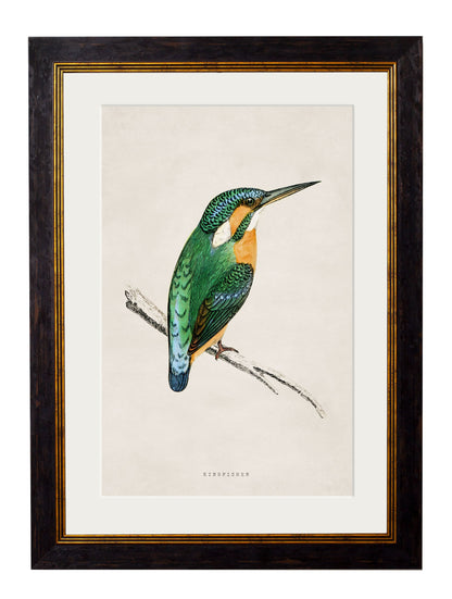 c.1870 Kingfisher & Bee Eater styled view – Leya Buster Interiors