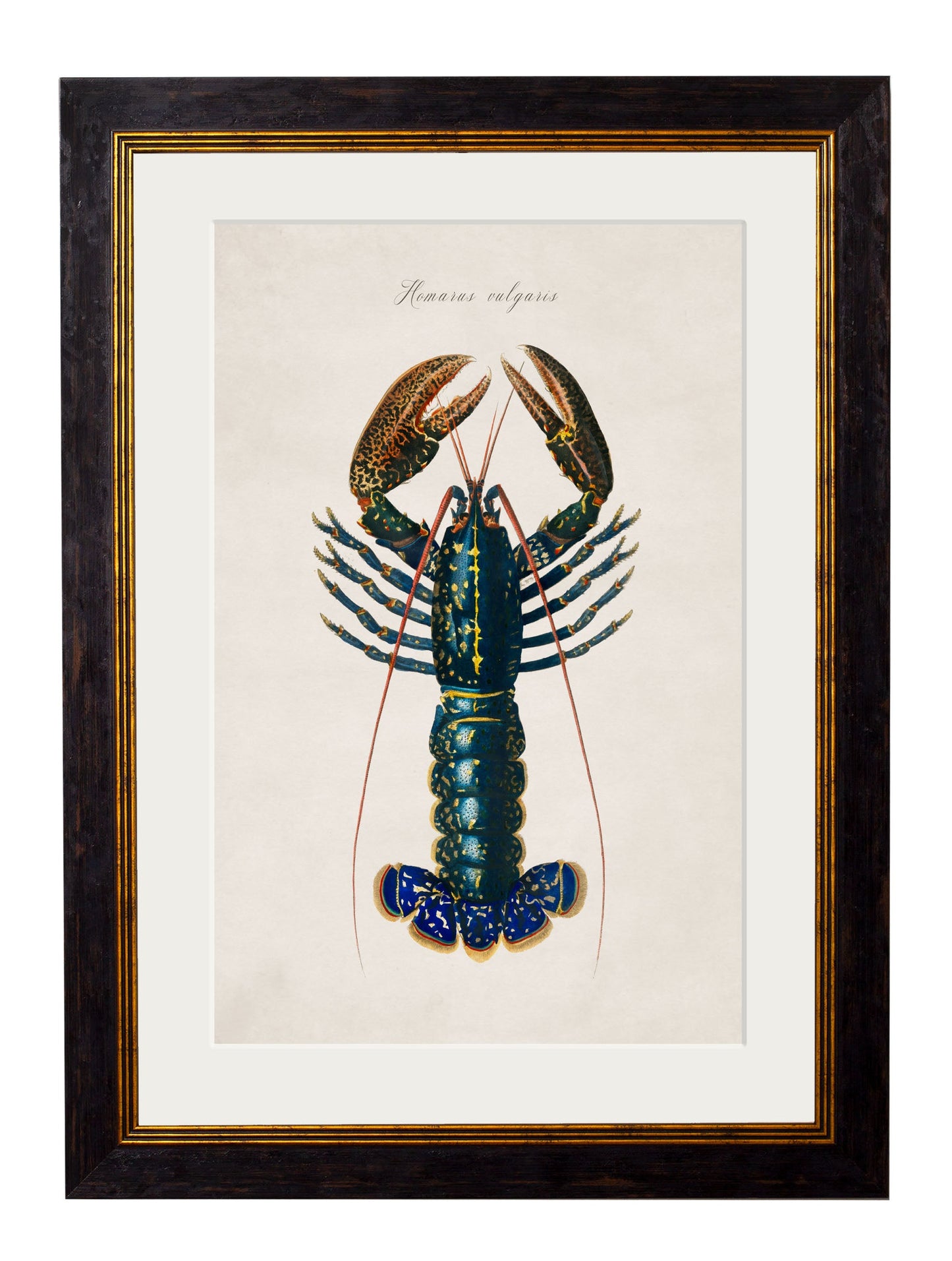 c.1876 Collection of Marine Animals styled view – Leya Buster Interiors