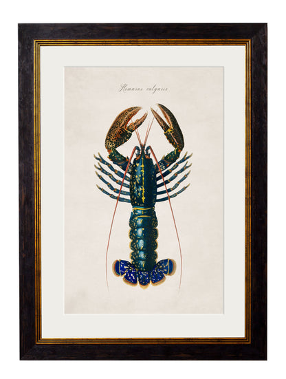 c.1876 Collection of Marine Animals styled view – Leya Buster Interiors