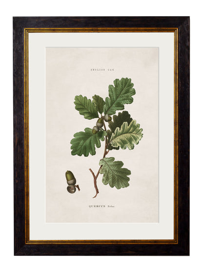 c.1819 Study of British Leaves and Pinecones styled view – Leya Buster Interiors