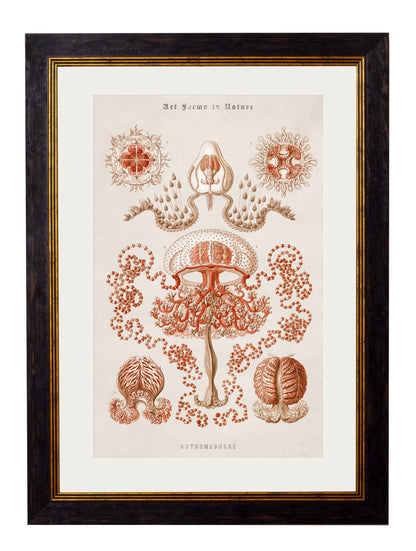c.1904 Haeckel Marine Animals styled view – Leya Buster Interiors