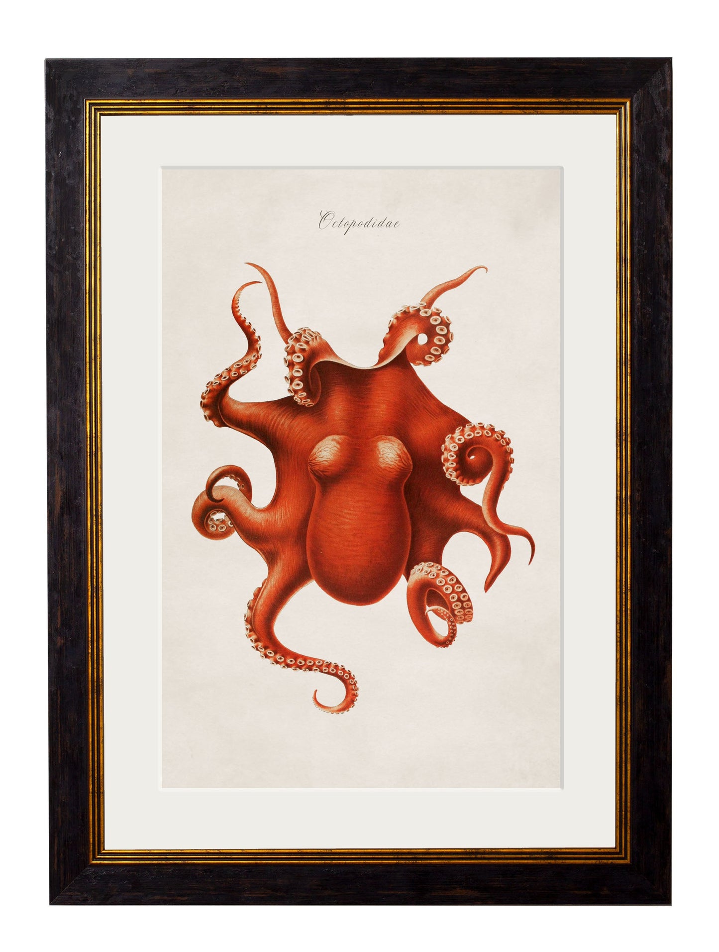 c.1876 Collection of Marine Animals styled view – Leya Buster Interiors