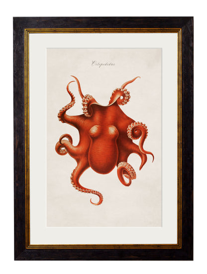 c.1876 Collection of Marine Animals styled view – Leya Buster Interiors