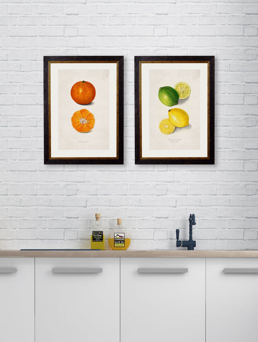 c.1886 Study of Citrus Fruit – framed wall art at Leya Buster Interiors