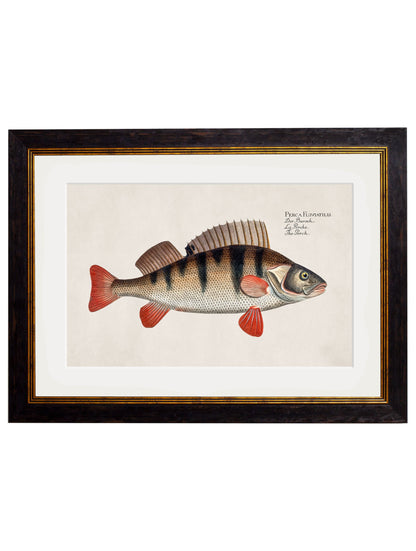 c.1785 Fresh Water Fish styled view – Leya Buster Interiors