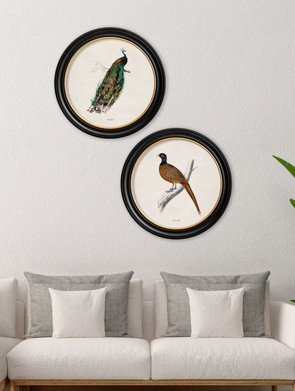 c.1809 British Birds in Round Frames – framed wall art at Leya Buster Interiors