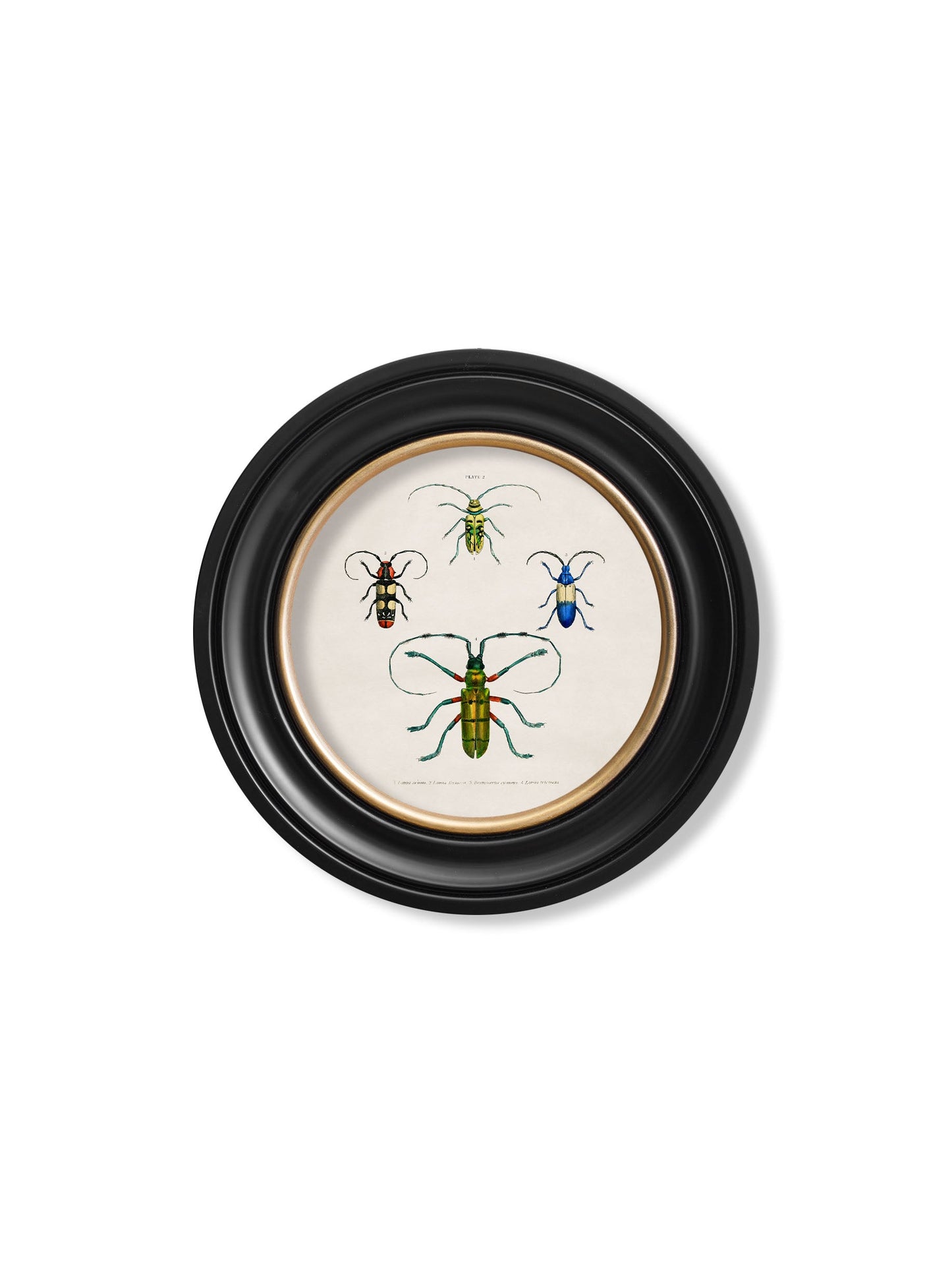 c.1836 Beetle Plates – Round Frame styled view – Leya Buster Interiors