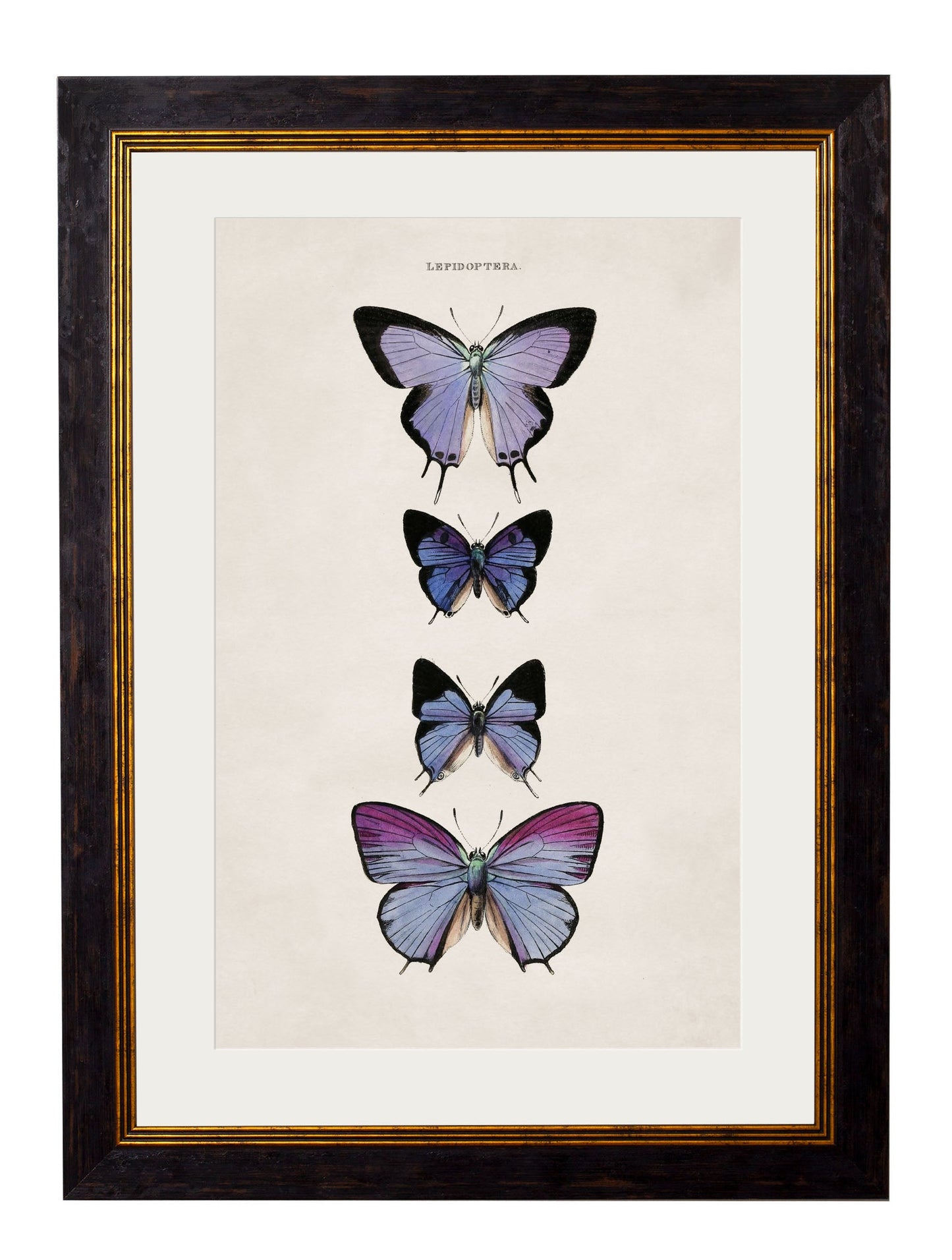 c.1835 Butterflies styled view – Leya Buster Interiors