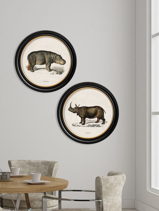 c.1846 Rhino & Hippo – Round Frames – framed wall art at Leya Buster Interiors