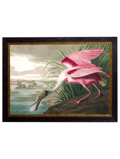 c.1838 Audubon's Birds of America styled view – Leya Buster Interiors